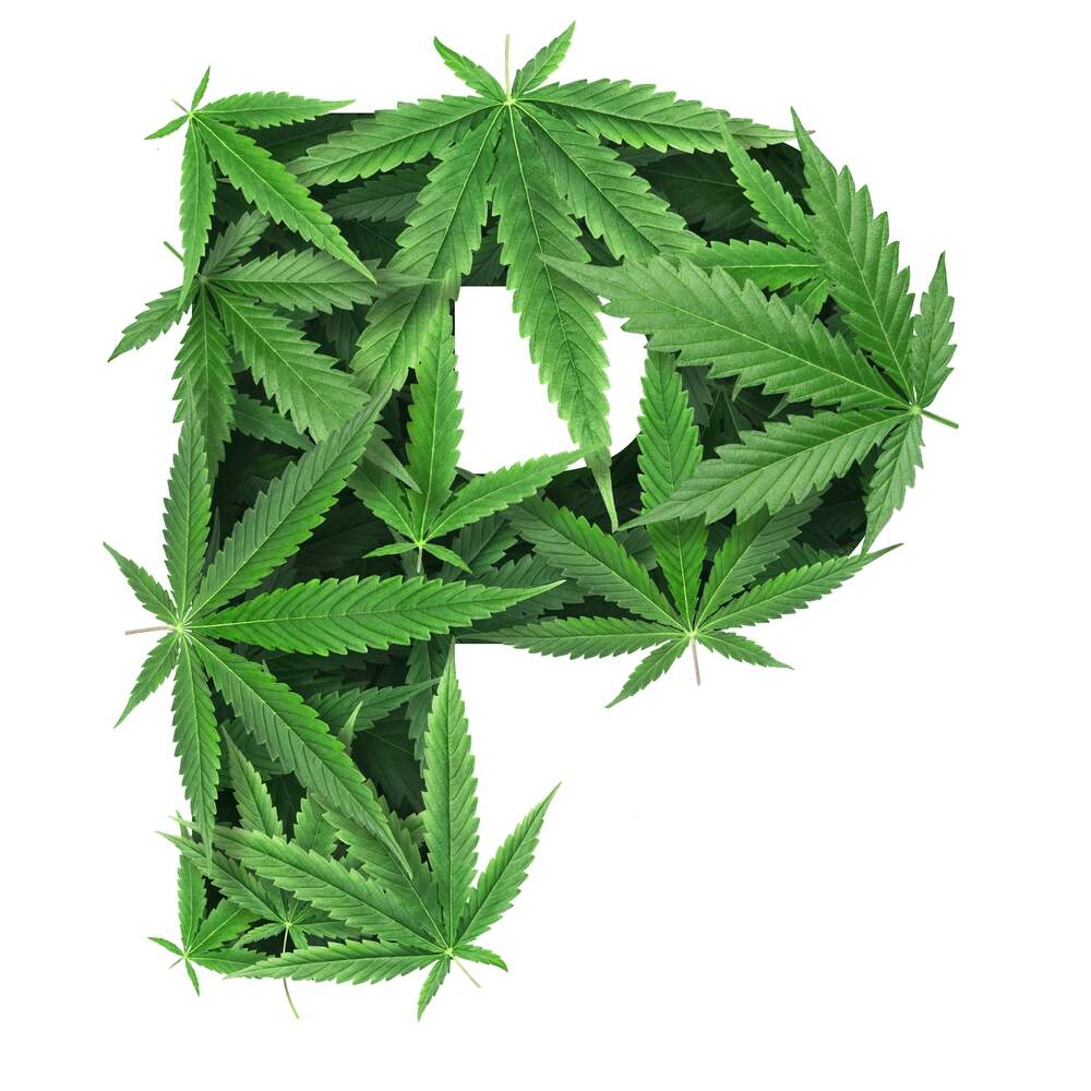 The letter “P” covered in hemp leaves, seen against a white background.