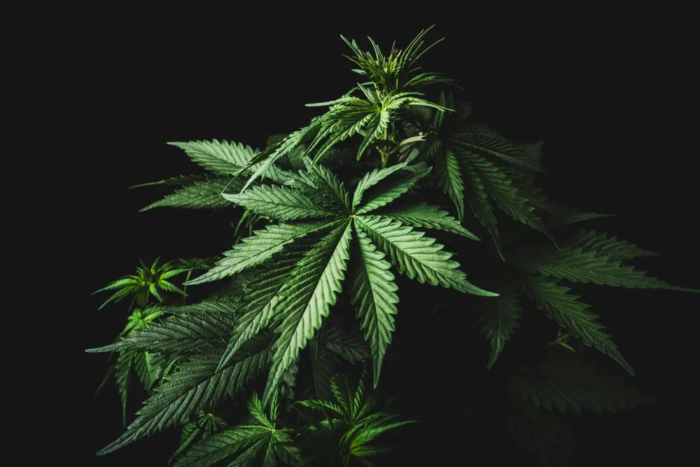A hemp plant, the source of HHC-P, in front of a black background.