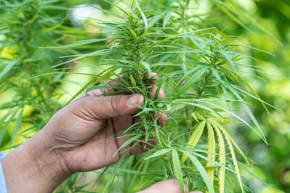 A hand holds the stalk of a hemp plant in a large field.
