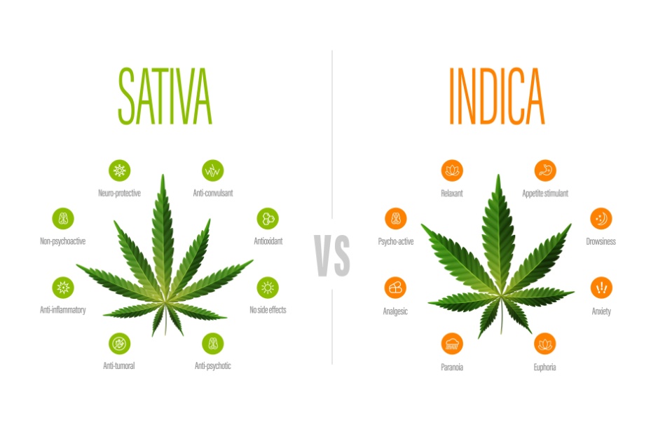 sativa vs indica white informational poster showing the differences between the two