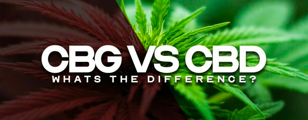 cbg vs cbd featured image