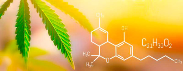 Is Thca Stronger Than Delta 9 Is THCa Stronger Than Delta 9?