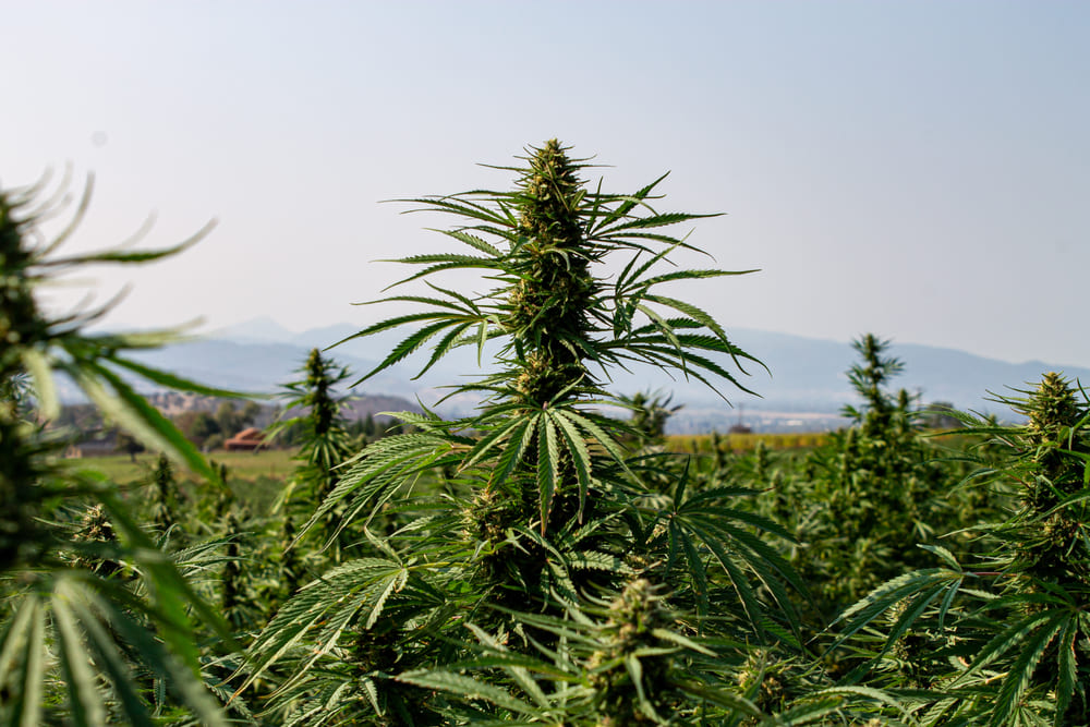 a field of hemp plants sits in front of a mountain range in the distant background