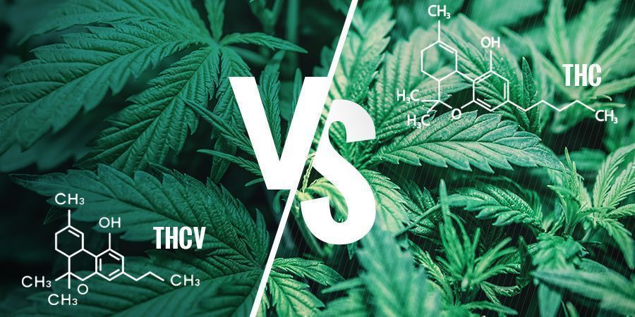 thcv vs thc what are the differences