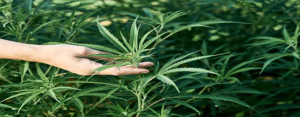 A hand holds up a stalk of a hemp plant.