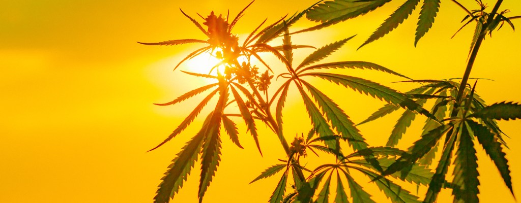 A hemp plant in a field is lit from behind by the setting sun.