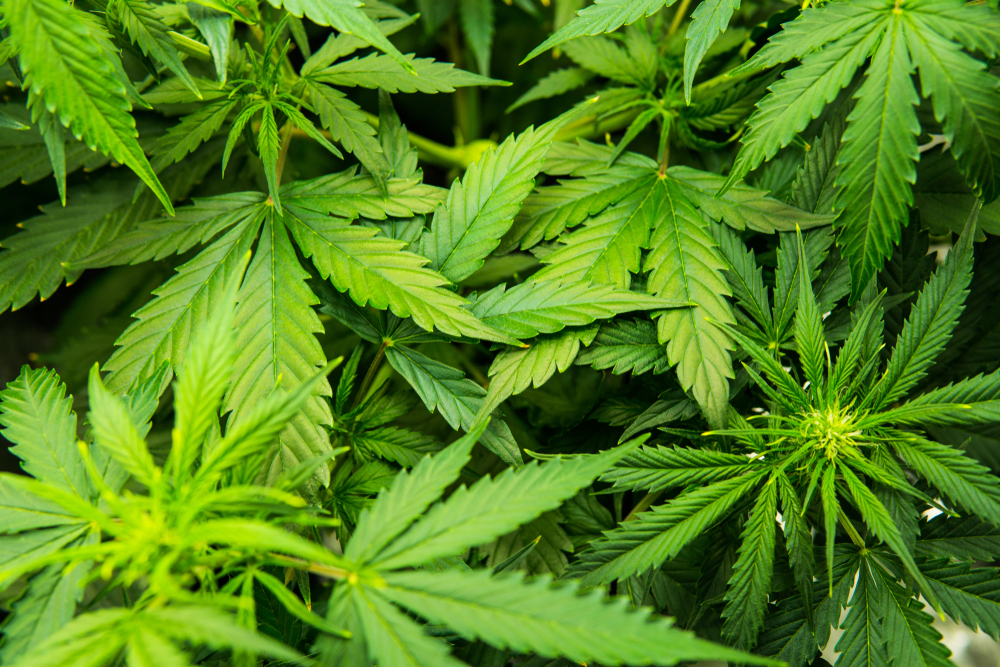 A close-up view of leaves on a hemp plant.