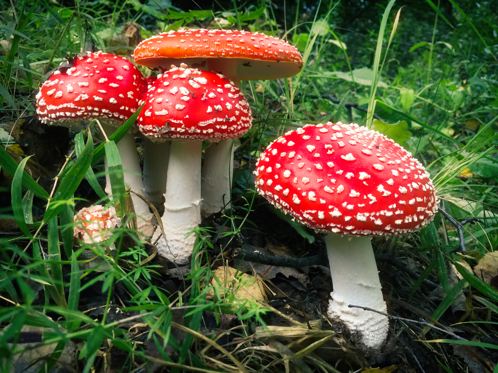 Amanita muscaria mushrooms grow on the forest floor.