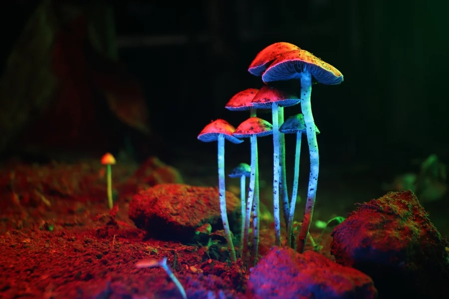 Psilocybin mushrooms grow under multicolored lights.