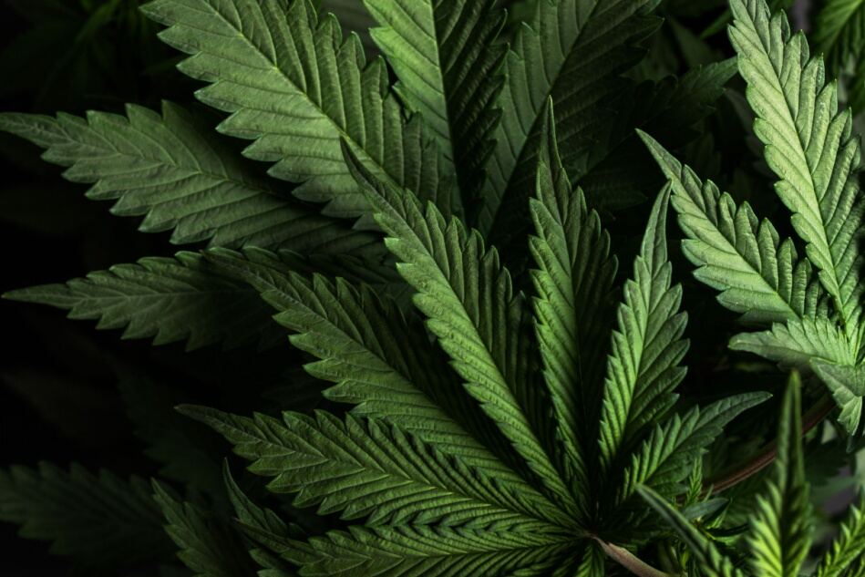 hemp leaves seen against a black background