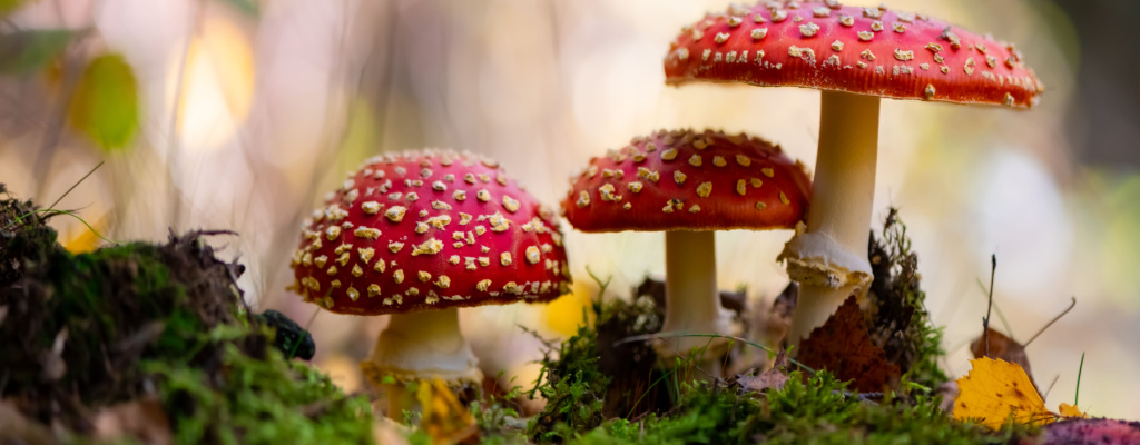 Amanita Muscaria mushrooms grow on the forest floor.