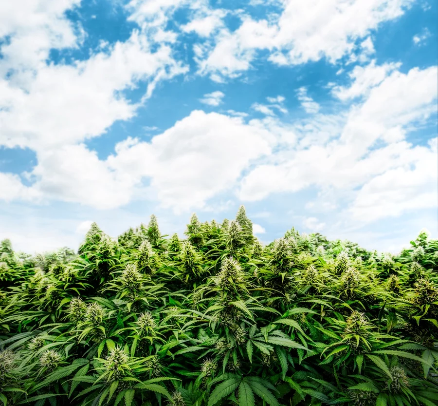 Hemp grows outdoors under a bright blue sky.