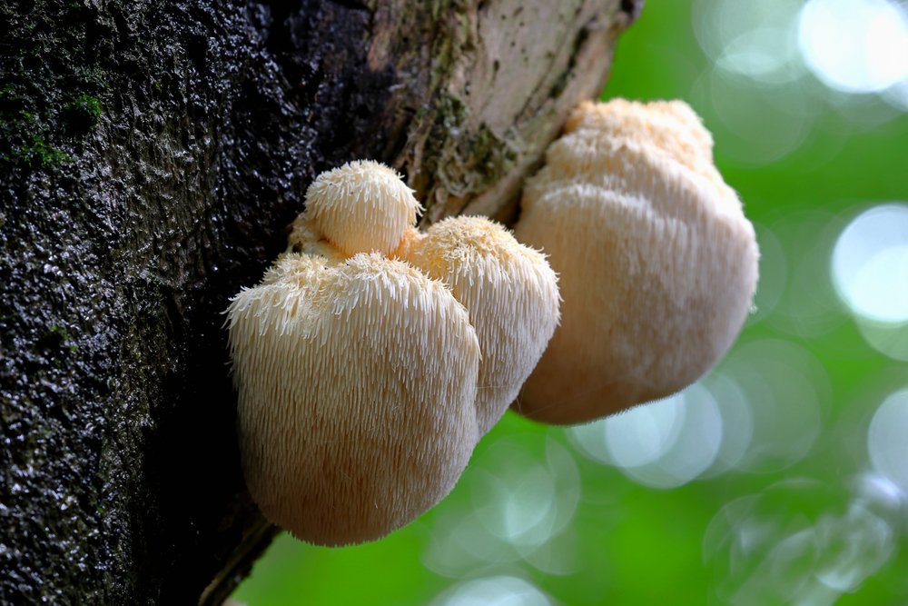 Lion’s mane mushrooms grow on the side of a tree.