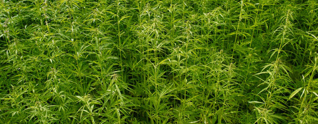 Large hemp plants grow in a field, completely filling the frame.