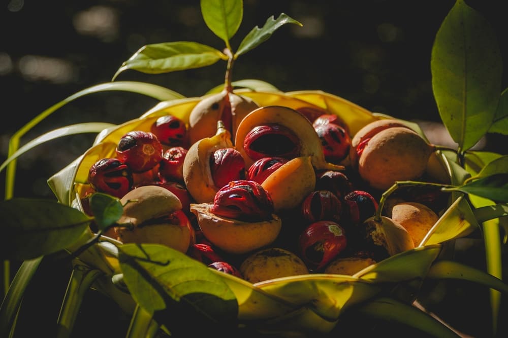 Nutmeg Extract Vape and Smoke Delta 8 Resellers