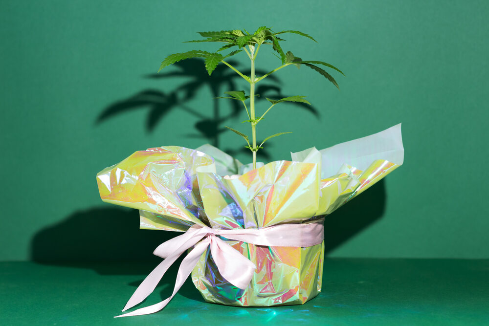 A hemp plant sits in front of a green background with its pot wrapped in festive paper. 