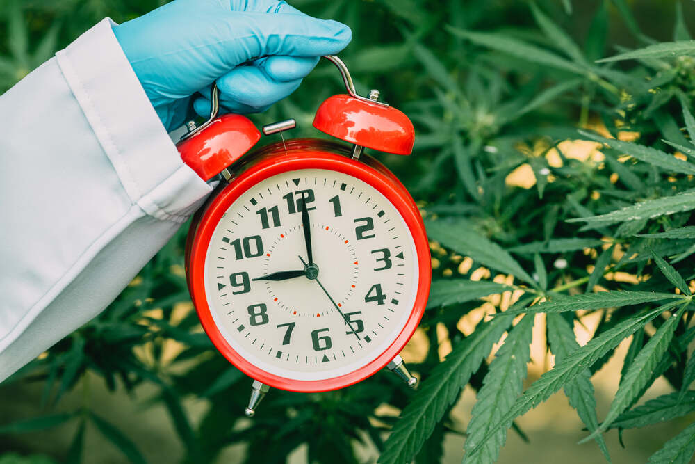 A scientist holds an alarm clock in front of hemp plants. 