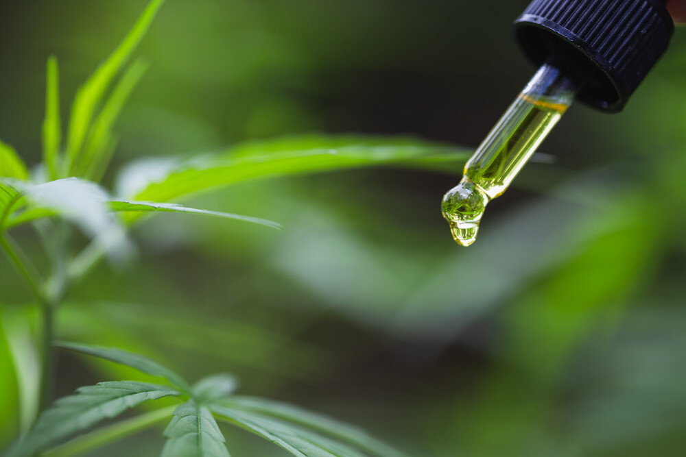 A drop of oil leaves the tip of a dropper with a hemp leaf in the background.