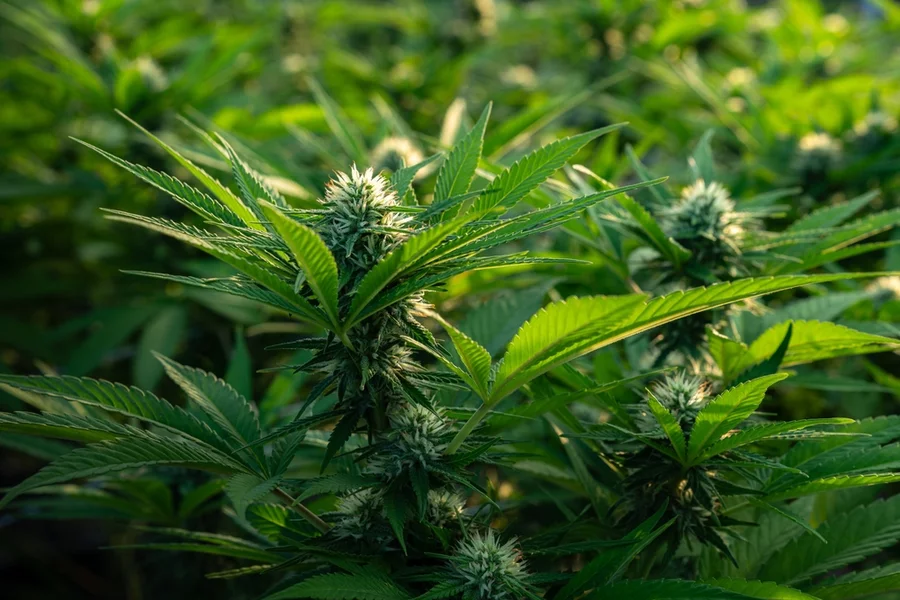 Hemp plants grow outdoors in a field.