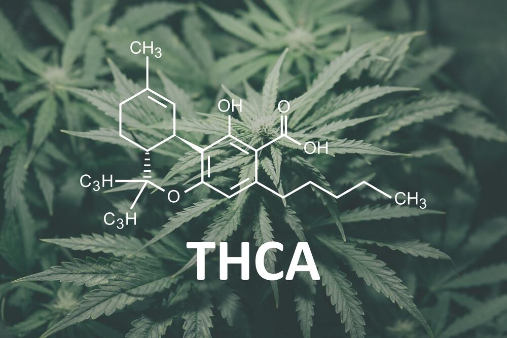 The chemical formula for THCA is displayed in front of a hemp plant. 