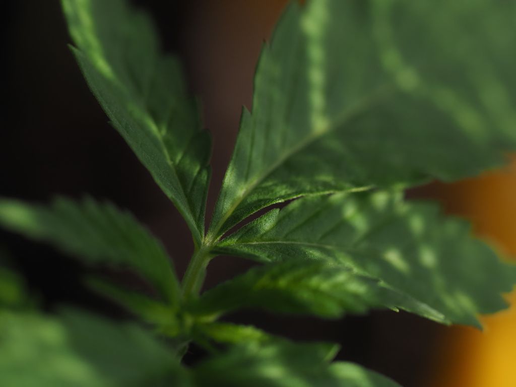 A close-up view of a young hemp plant.