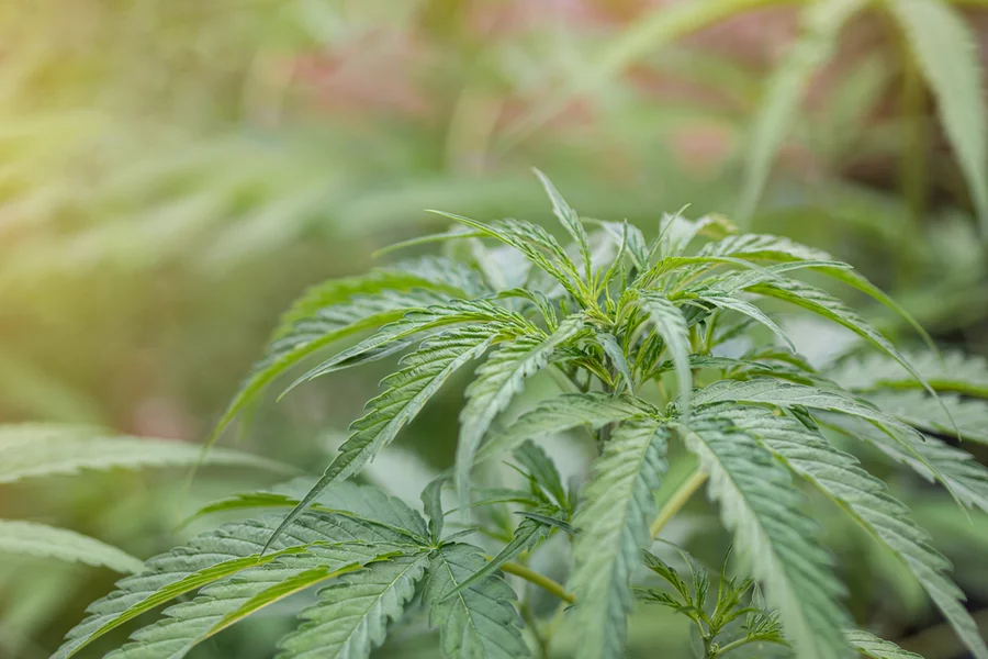 A close-up view of hemp plants growing outdoors.