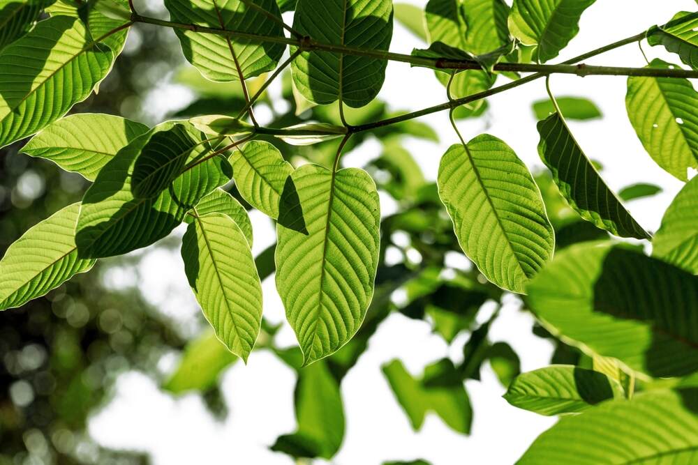 kratom leaves seen