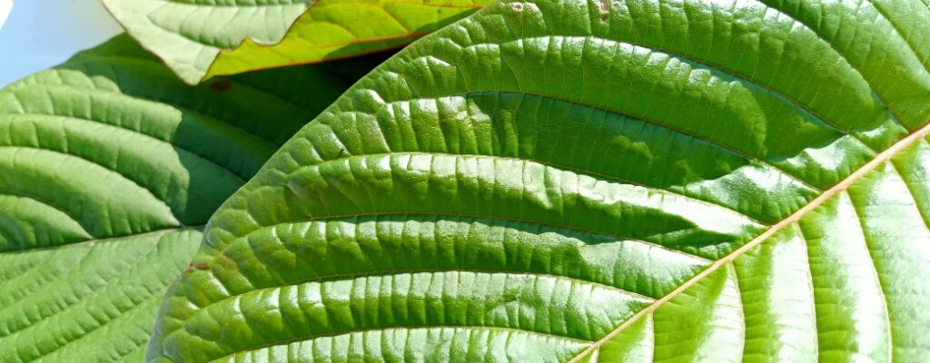 an upclose view of kratom leaves in the sunshine