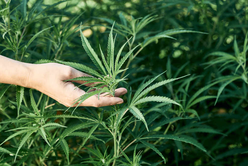 A hand holds the top of a hemp plant.