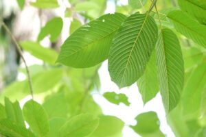 Kratom leaves grow on a tree, seen in shallow focus. 