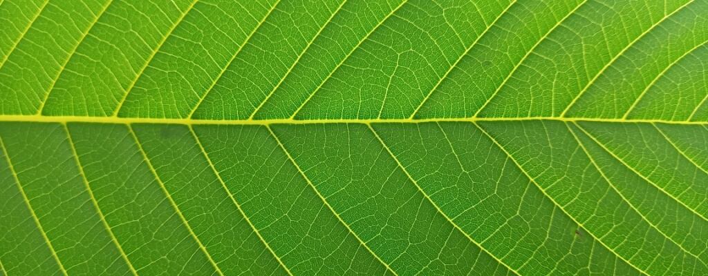 a closeup view of a single kratom leaf