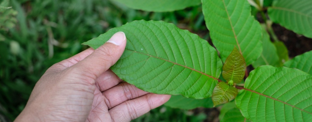 A hand holds a kratom leaf growing on a mitragyna speciosa tree.