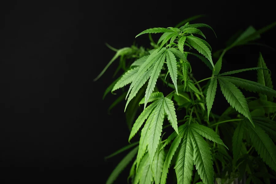 A tall hemp plant seen against a black background.