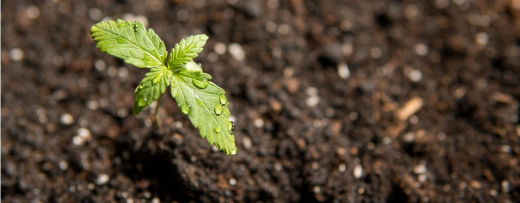 A new hemp plant sprouts from the soil.