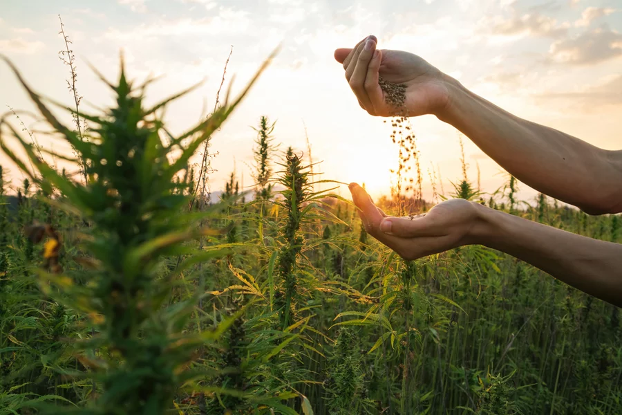 A hemp farmer pours seeds from one hand to the other while standing in a hemp field.