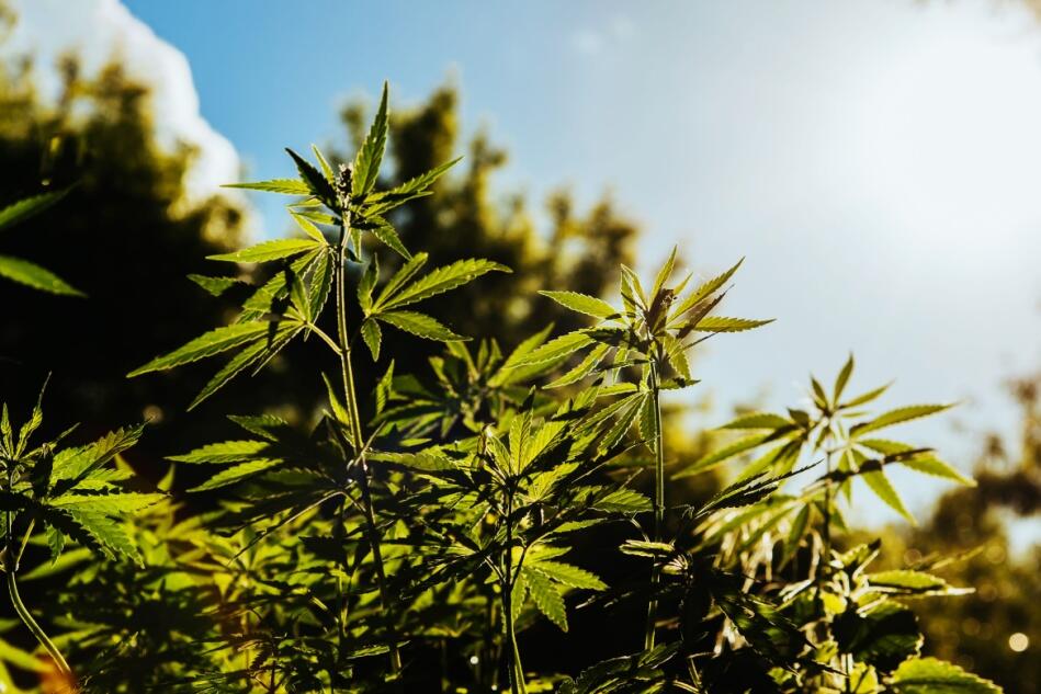 Hemp plants grow outdoors.