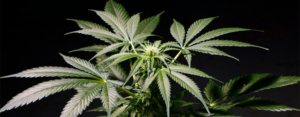 a view of a hemp plant in front of a black background