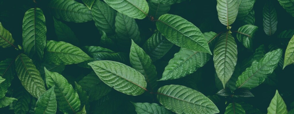 kratom leaves seen against a dark background
