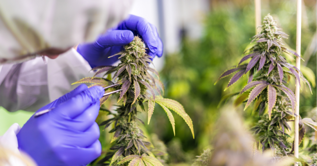 It's a good tip to learn about CBD potency to know more about your preferred experience.