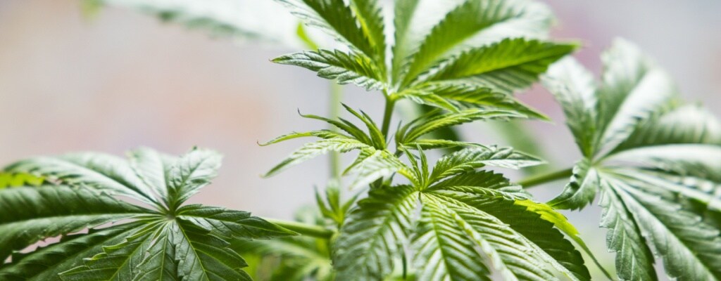a closeup view of a hemp plant