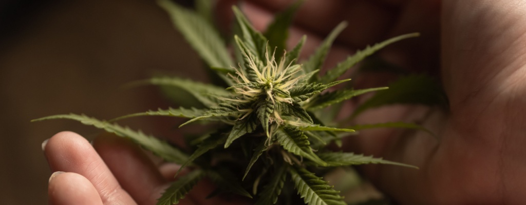 A hand holds a budding hemp flower. 