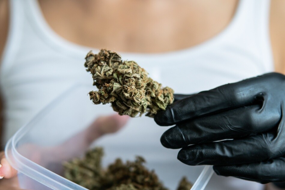 A person holding a marijuana bud.