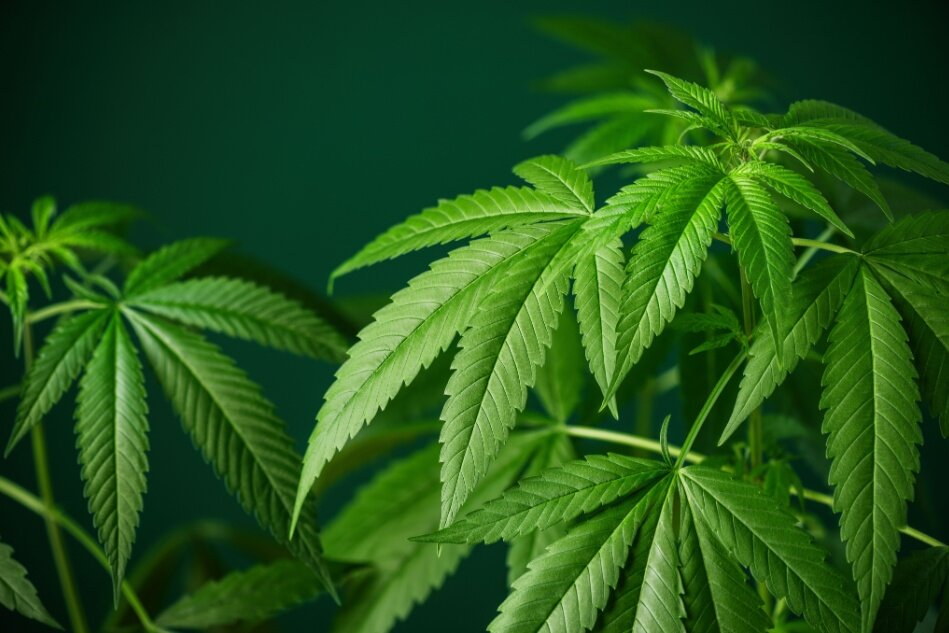 Hemp plants seen against a dark green background.