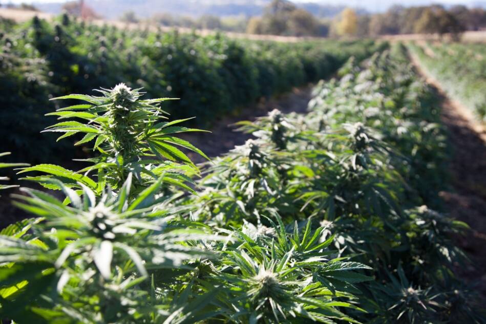 Hemp plants sit in the sun at a hemp farm.