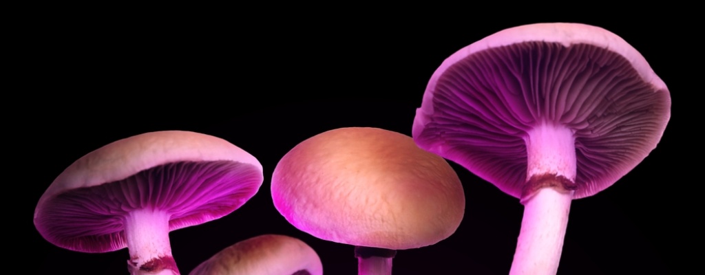 Mushrooms lit with a pink light seen against a black background.