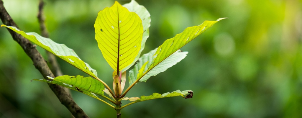 A close-up view of a kratom leaf in nature.