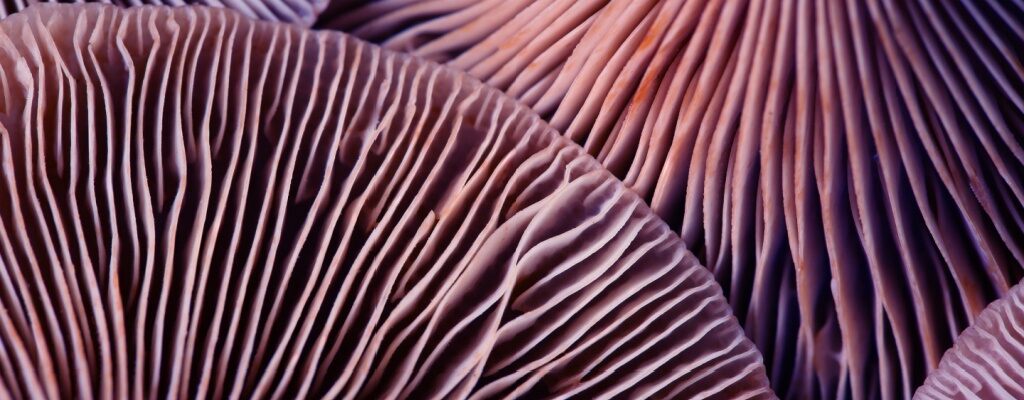 Fresh mushrooms seen in a closeup view.