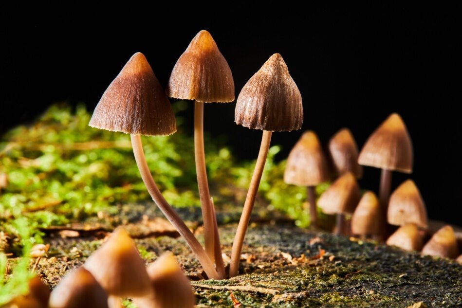 Fresh mushrooms sprout from the ground.