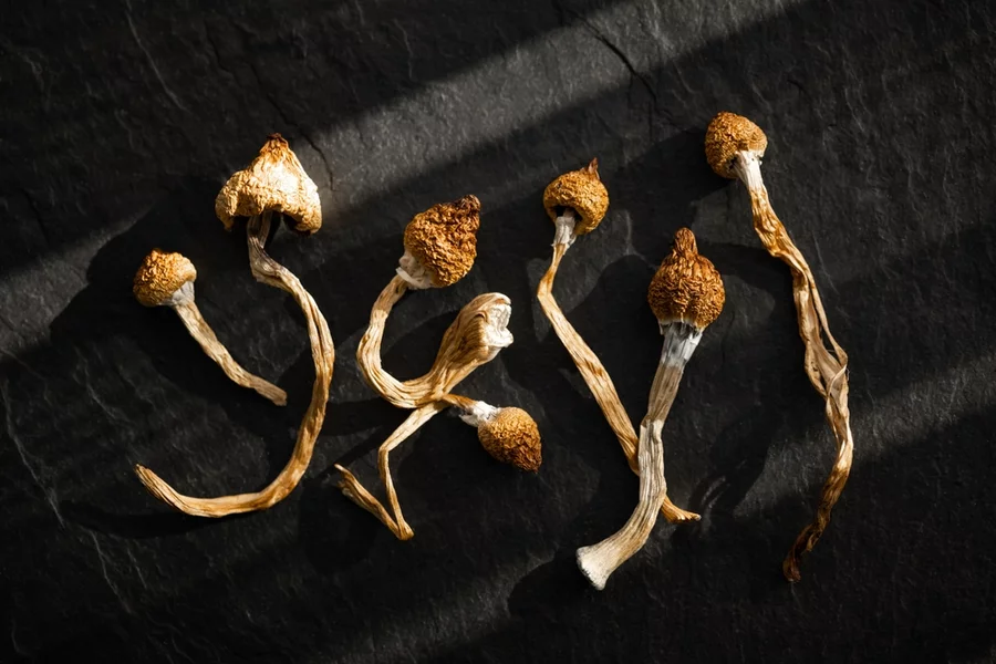 Dried magic mushrooms seen from above.