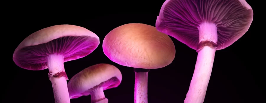 Mushrooms lit with a pink light seen against a black background.